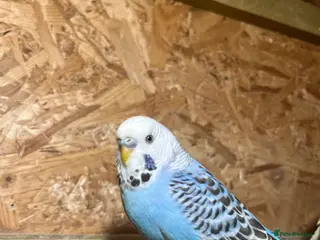 Budgerigars birds Beautiful budgerigar looking for a companion - Advert 9