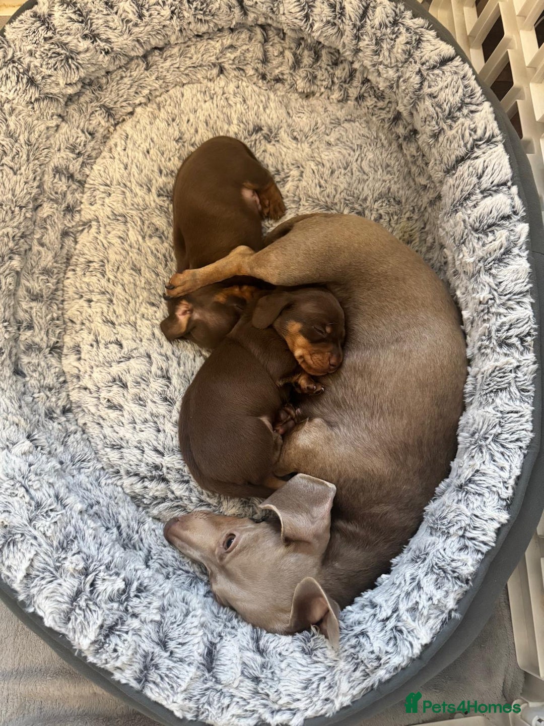 Miniature Dachshund dogs for sale: 2 chocolate miniature dachshund puppies  - Advert 1
