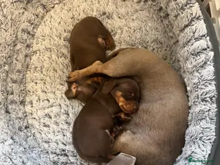 Miniature Dachshund dogs chocolate miniature dachshund puppy ready now - Advert 1