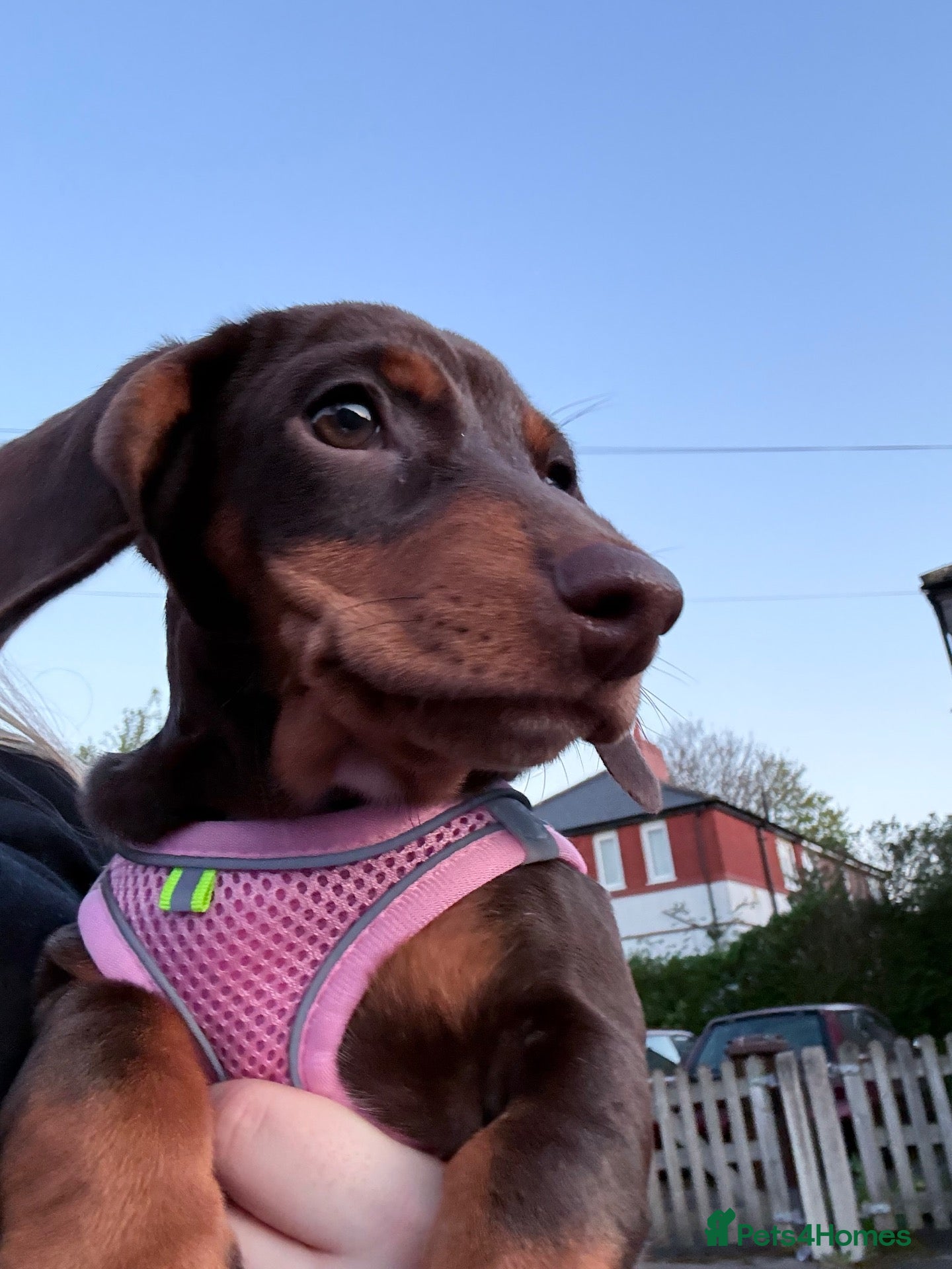 Dachshund dogs 8 month old Dachshund Female - Advert 2