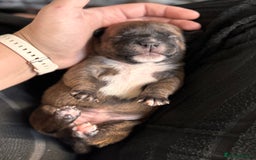 Staffordshire Bull Terrier dogs for sale: KC Staffordshire Bull Terrier - Image 16