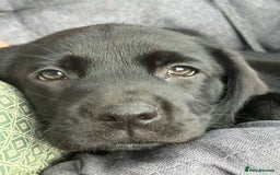 Springador dogs for sale: Last Springador Labrador Puppy ready now in Plymouth - Image 3