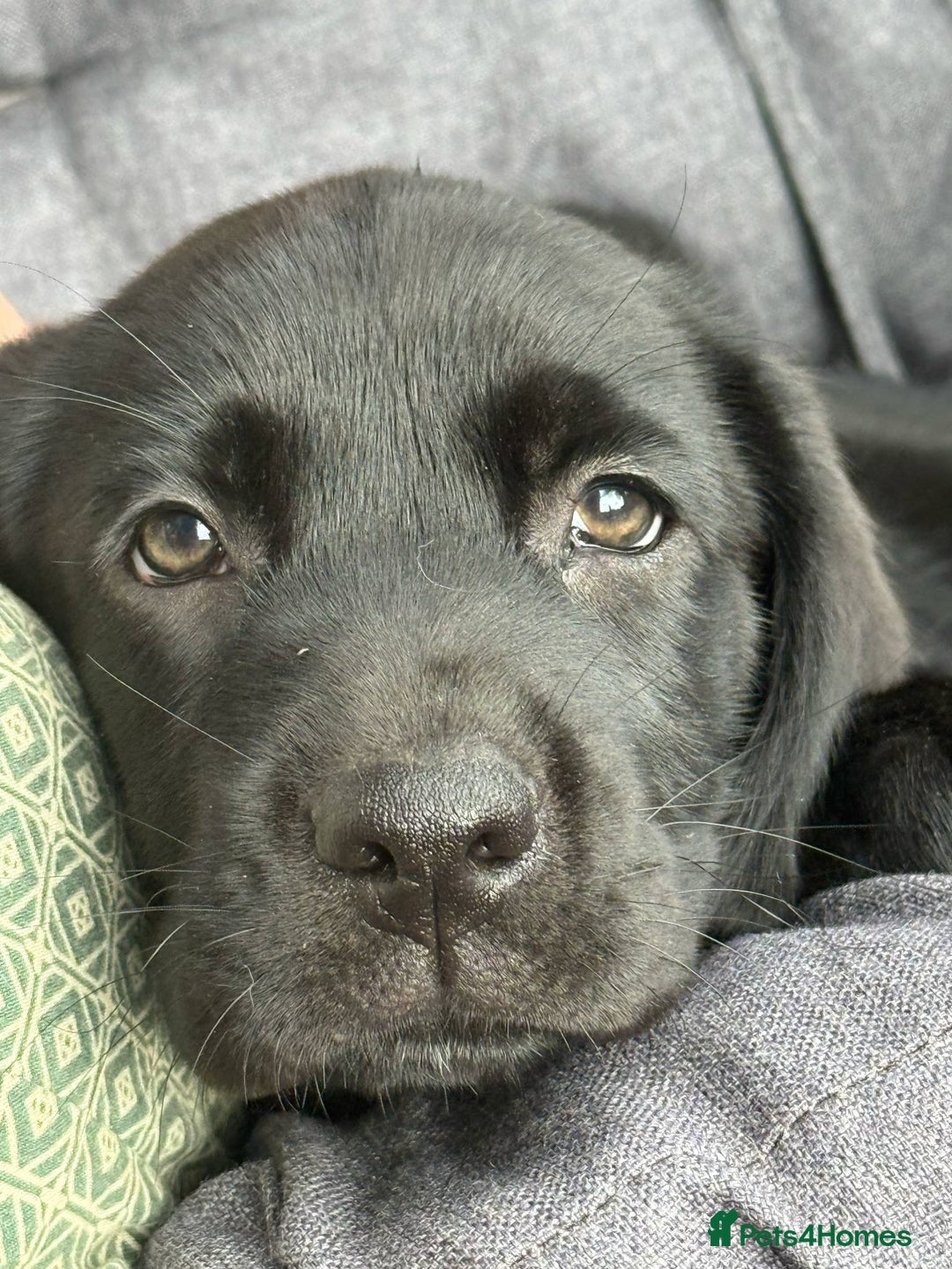 Springador dogs for sale: Last Springador Labrador Puppy ready now in Plymouth - Image 3
