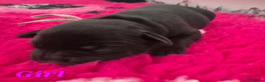 Labrador Retriever Puppy 4