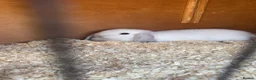 Mixed Breed rabbits for sale: Baby rabbits mini lop mix  - Advert 3