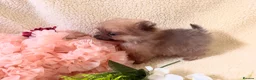 Pomeranian dogs for sale: Teddy bear Pomeranian  **  fluffy Poms  - Advert 23