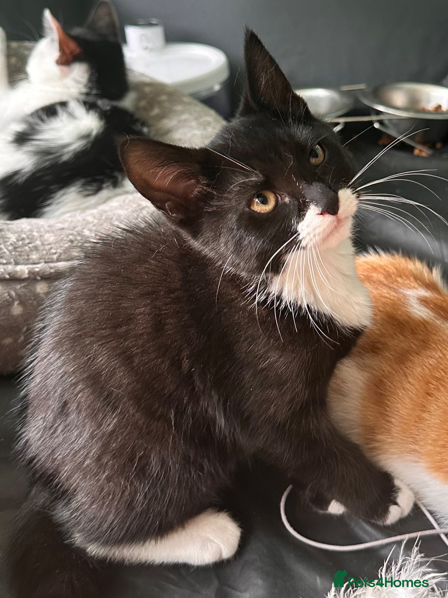 Mixed Breed cats Urgent need home - Advert 6