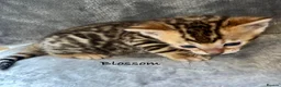 Bengal cats for sale: 🎬 Little Leopard Diaries | TICA Bengal Kittens 🌟 - Advert 16