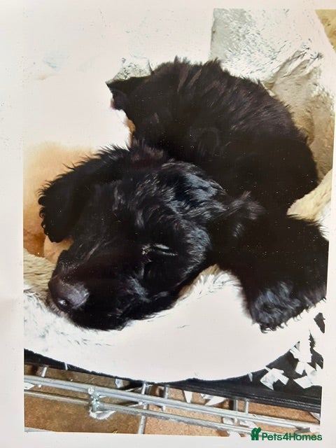 Mixed Breed dogs Wanted! Suitable bitch for mating with my Sproodle - Advert 2