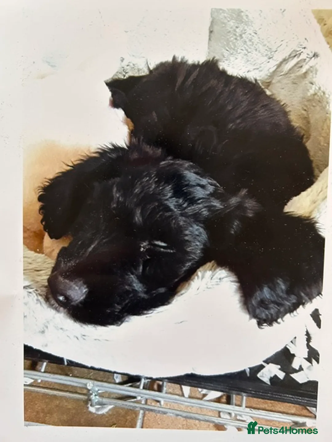 Mixed Breed dogs for stud: Wanted! Suitable bitch for mating with my Sproodle - Advert 2