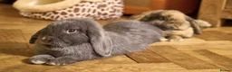 Mini Lop rabbits for sale: Bonded 7 month brother & sister mini lop rabbits in Cheltenham - Advert 3