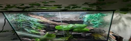 Frog reptiles for sale: White tree frogs  in Dover - Advert 5