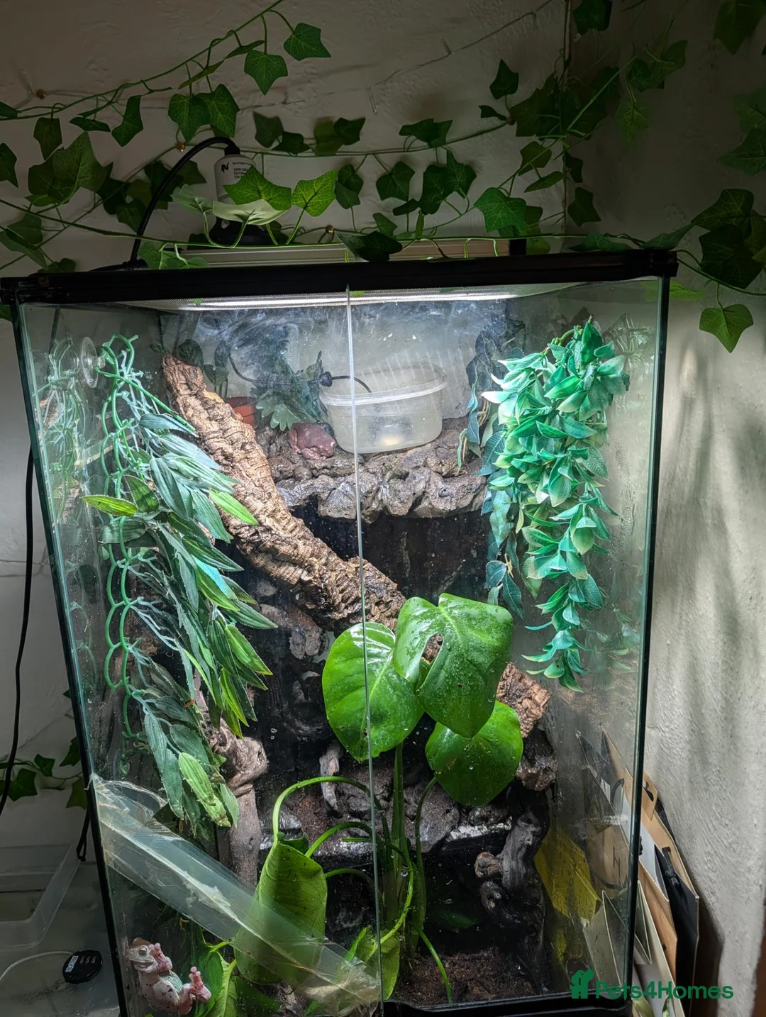 Frog reptiles for sale: White tree frogs  in Dover - Advert 5