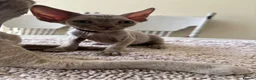 Devon Rex cats for sale: Price Reduced!TICARegisteredDevonRex lilac kittens - Advert 26