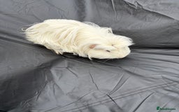 Guinea Pig rodents for sale: 2 male guinea pigs & House  - Image 5