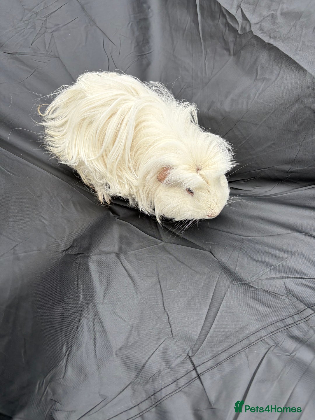 Guinea Pig rodents for sale: 2 male guinea pigs & House  - Image 5
