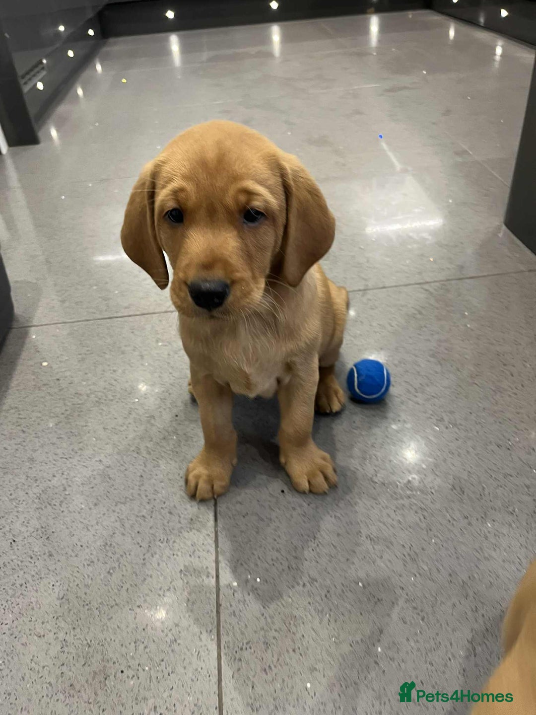 Labrador Retriever dogs for sale: Exceptional breed Labradors - Image 6