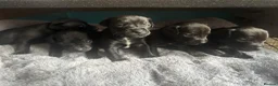 Patterdale Terrier dogs for sale: Patterdale terrier puppies  - Advert 6