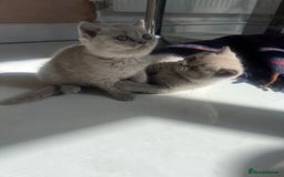 British Shorthair cats for sale: British shorthair kittens - Image 3