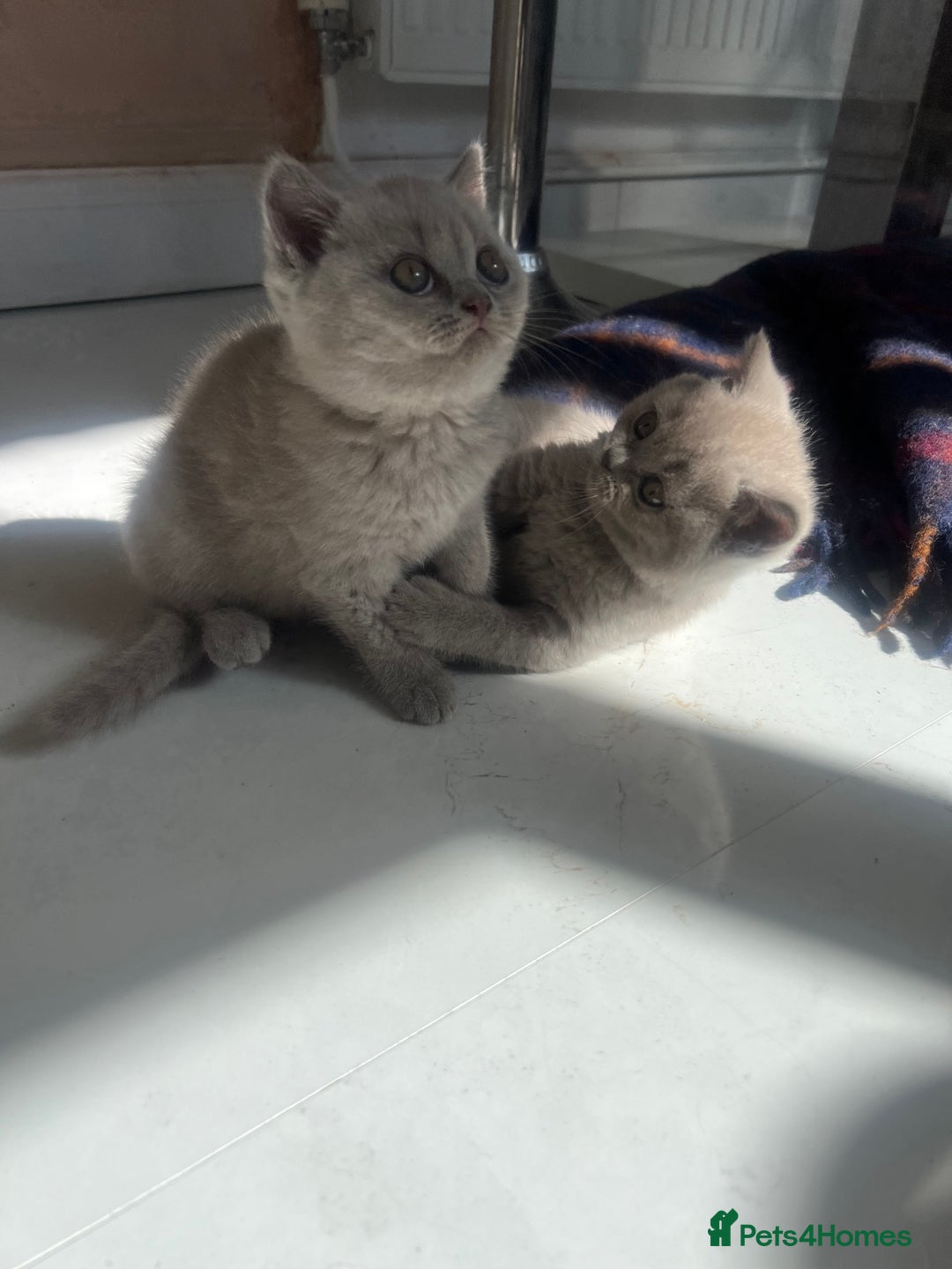 British Shorthair cats for sale: British shorthair kittens - Image 3