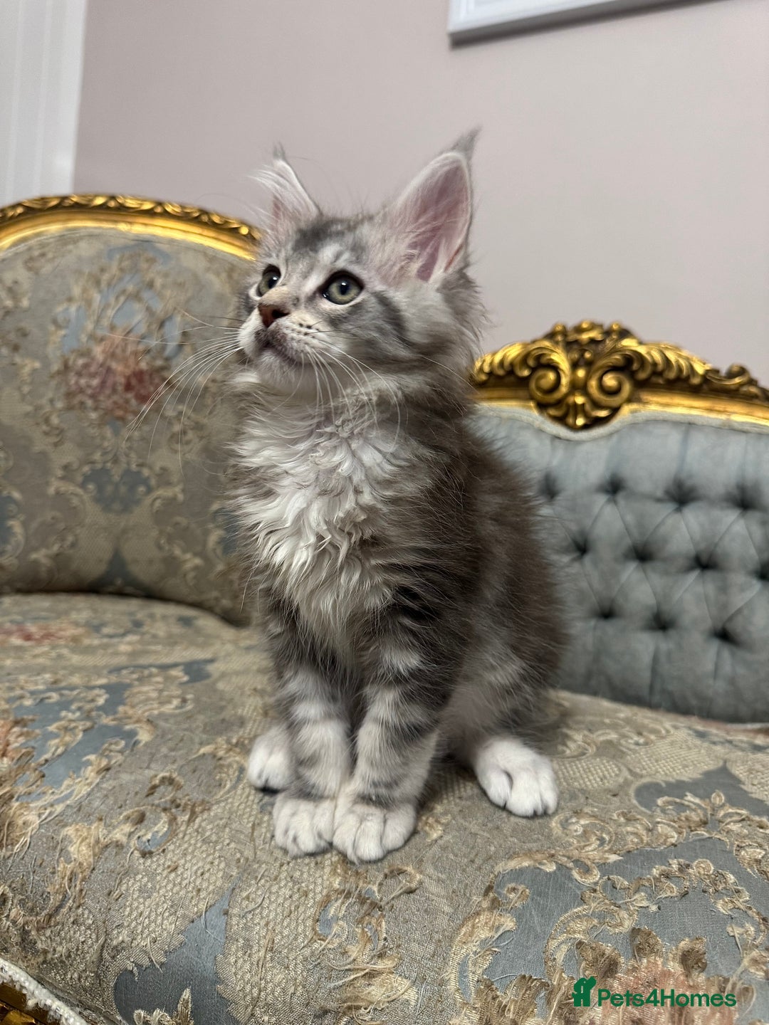 Maine Coon cats for sale: Maine Coon Kittens 🏆 20+ gen 🧬 Full Pedigree - Advert 7