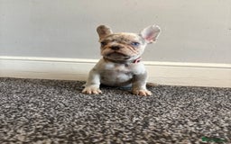 French Bulldog dogs for sale: French bulldog females puppies - Image 6