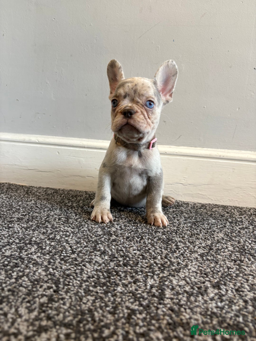 French Bulldog dogs for sale: French bulldog females puppies - Image 6