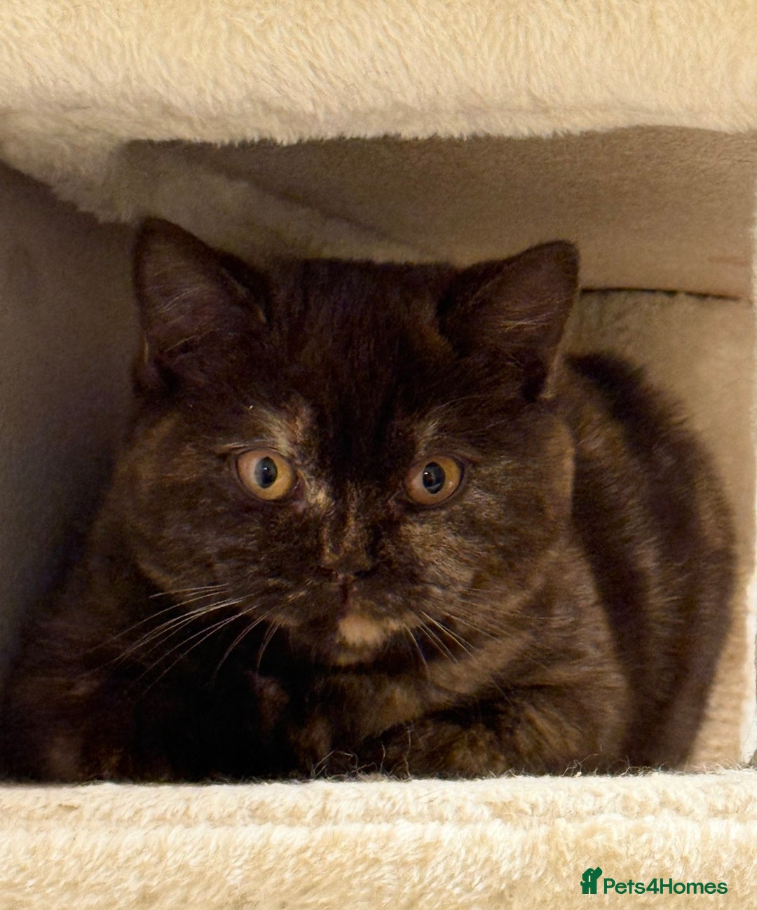 British Shorthair cats for sale: Chunky GCCF Reg BSH Kittens Ready Now - Advert 2