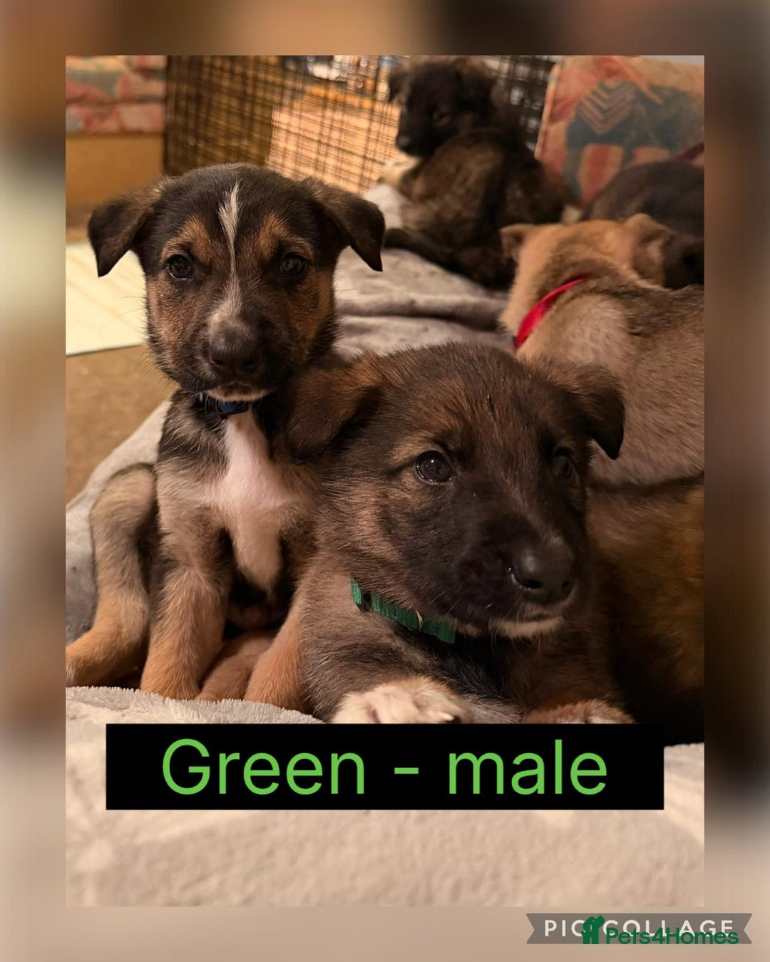 Mixed Breed dogs for sale: German shepherd X Border Collie  - Advert 7