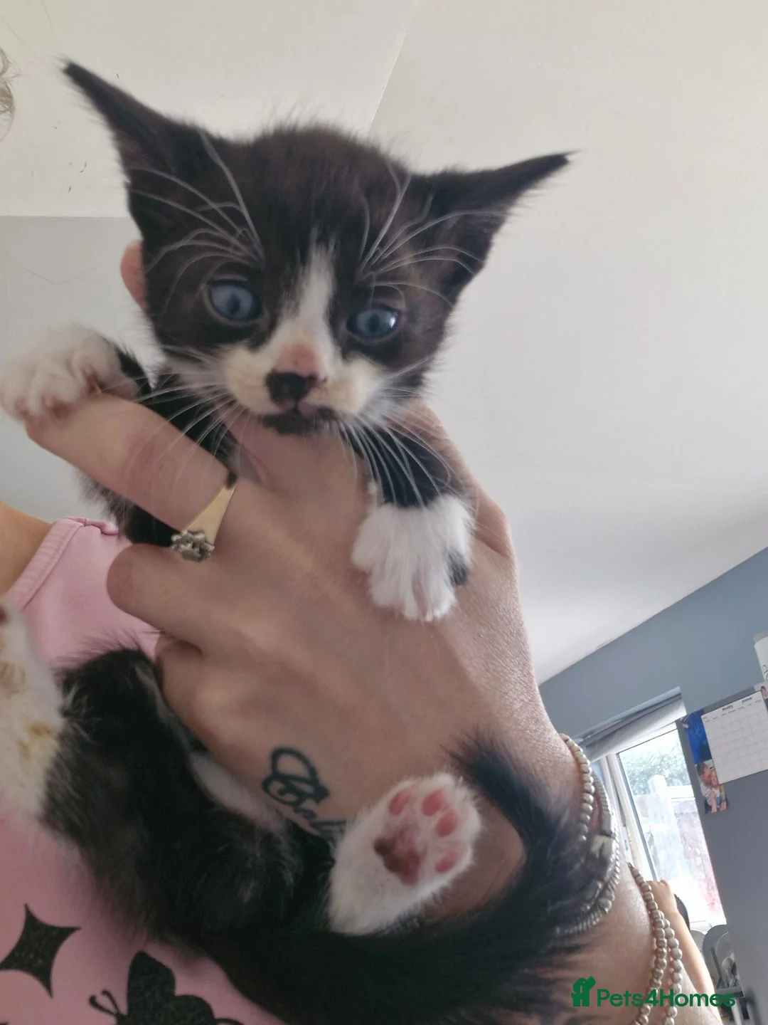 Mixed Breed cats for sale: Kittens  - Advert 2