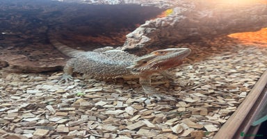 Bearded Dragon reptiles Bearded dragon  - Advert 4