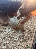 Bearded Dragon reptiles Bearded dragon - Advert 4