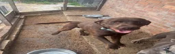 Labrador Retriever dogs for sale: Kc chocolate Labrador  - Advert 2