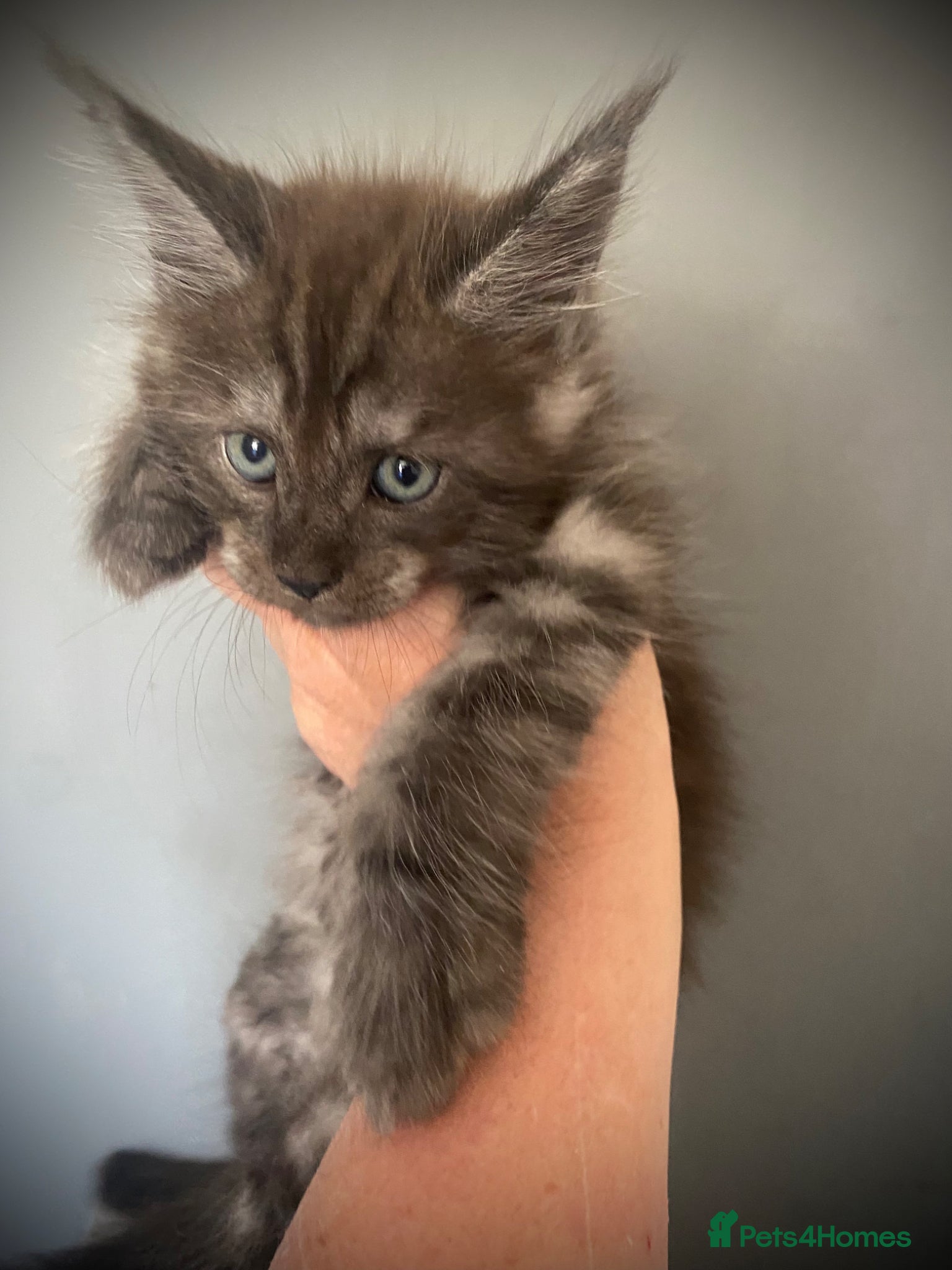 Maine Coon cats TICA registered Maine Coon Kittens  - Advert 1