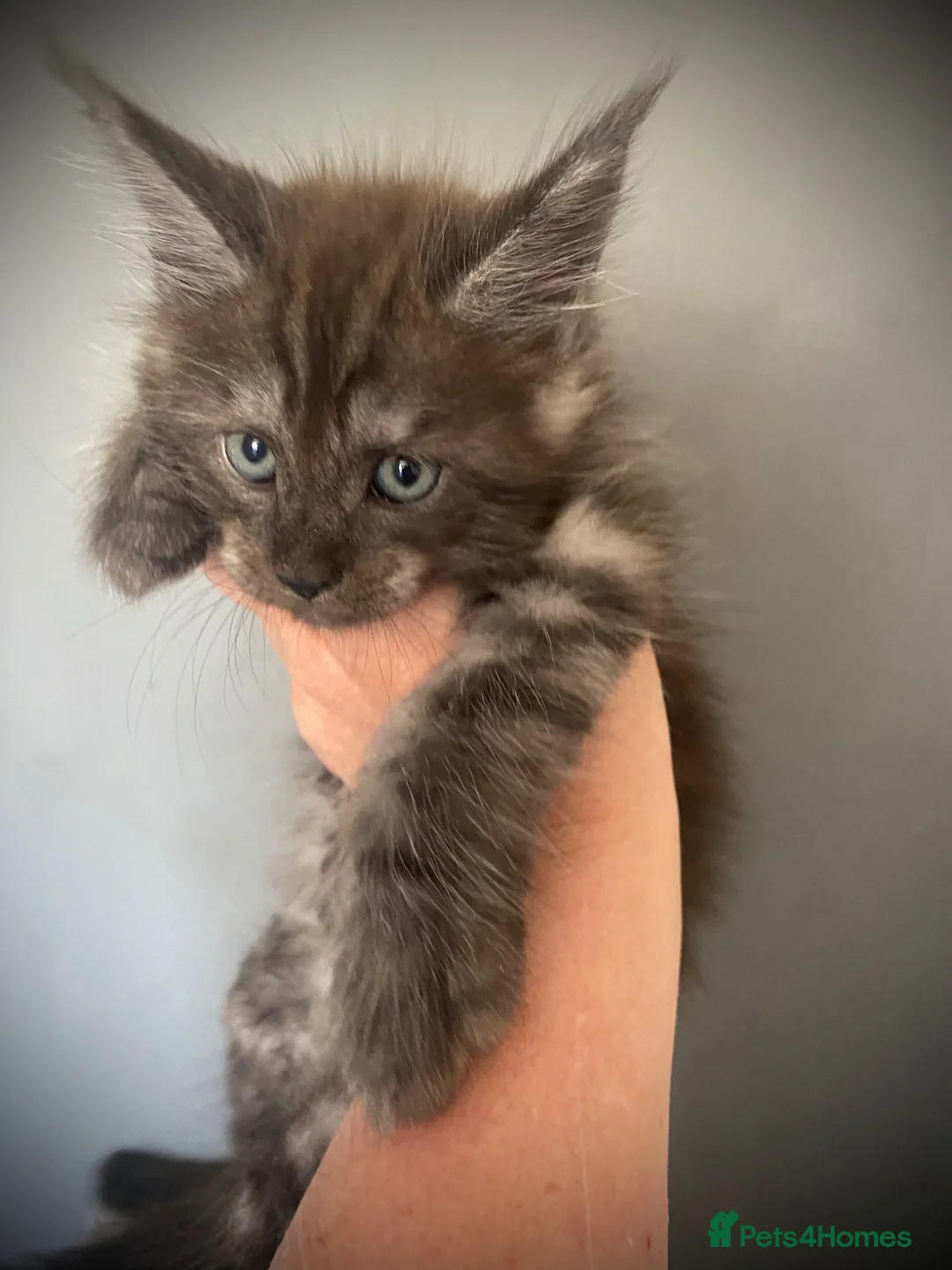Maine Coon cats for sale: TICA registered Maine Coon Kittens  - Advert 1