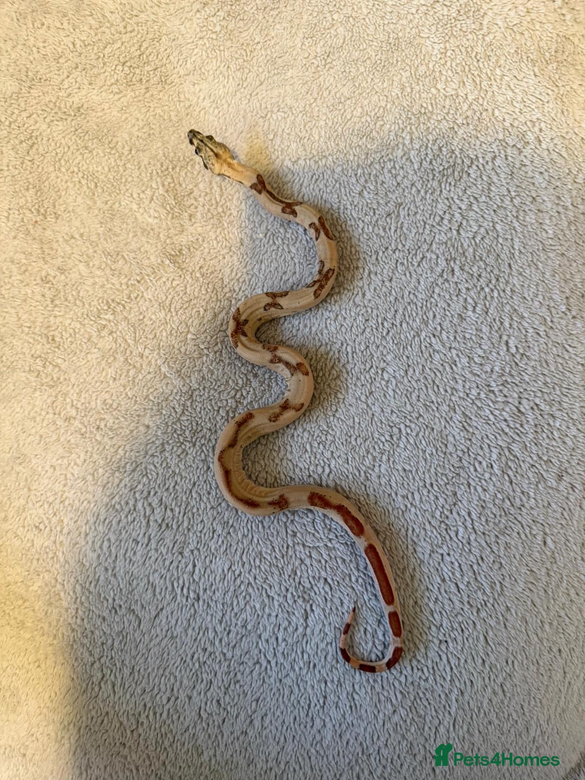 Boa Snake reptiles CB25 Boa constrictor  - Advert 1