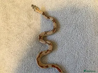 Boa Snake reptiles CB25 Boa constrictor - Advert 7