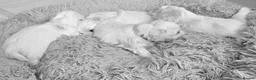 Maltese dogs for sale: Fabulously gorgeous maltese in Stevenage - Advert 12