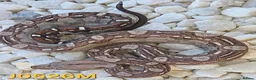 Boa Snake reptiles for sale: VPI Albino and VPI Aztecs plus other morphs - Advert 5