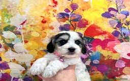 Cockapoo dogs for sale: ⭐️Rare Silver Phantom DNA CLEAR Mini F1 Cockapoos - Image 6