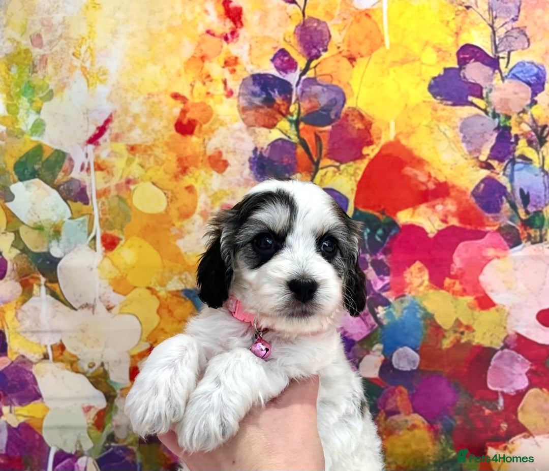 Cockapoo dogs for sale: ⭐️Rare Silver Phantom DNA CLEAR Mini F1 Cockapoos - Image 6