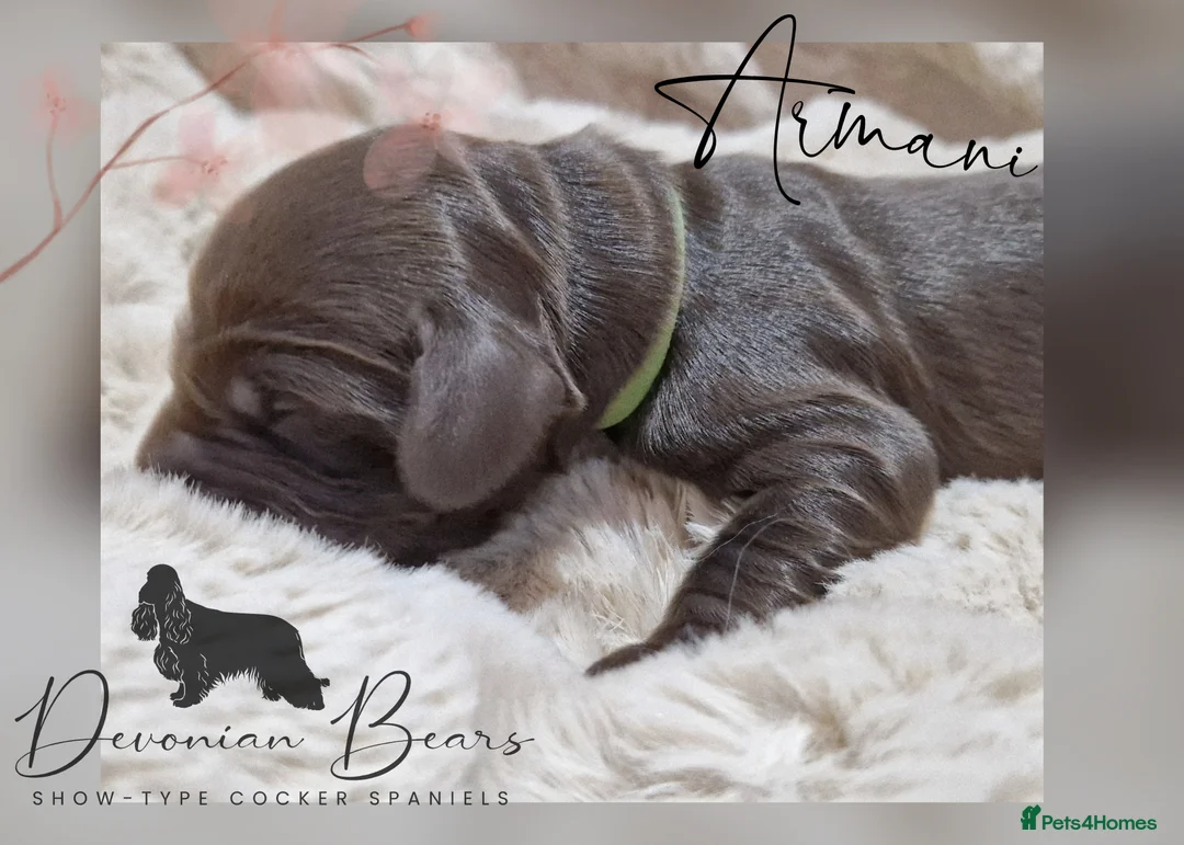 Cocker Spaniel dogs for sale: FULLY Health tested English Cocker Spaniel puppies - Advert 17