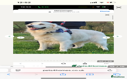 Golden Retriever dogs for sale: Golden retriever puppies - Image 8