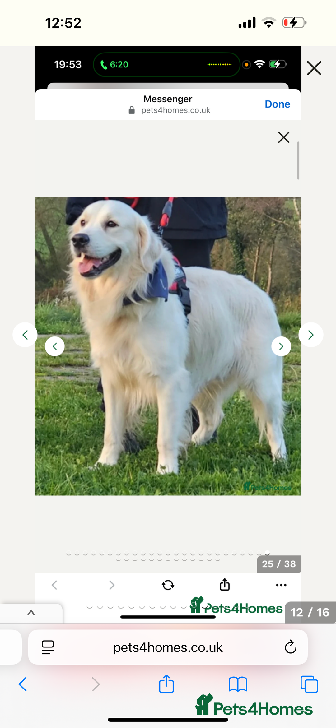 Golden Retriever dogs for sale: Golden retriever puppies - Image 8