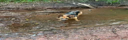 German Shepherd dogs for sale: Quality Straight Backed German Shepherd Puppies - Advert 2
