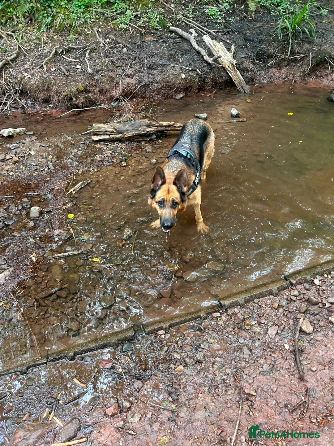 German Shepherd dogs for sale: Quality Straight Backed German Shepherd Puppies - Advert 2