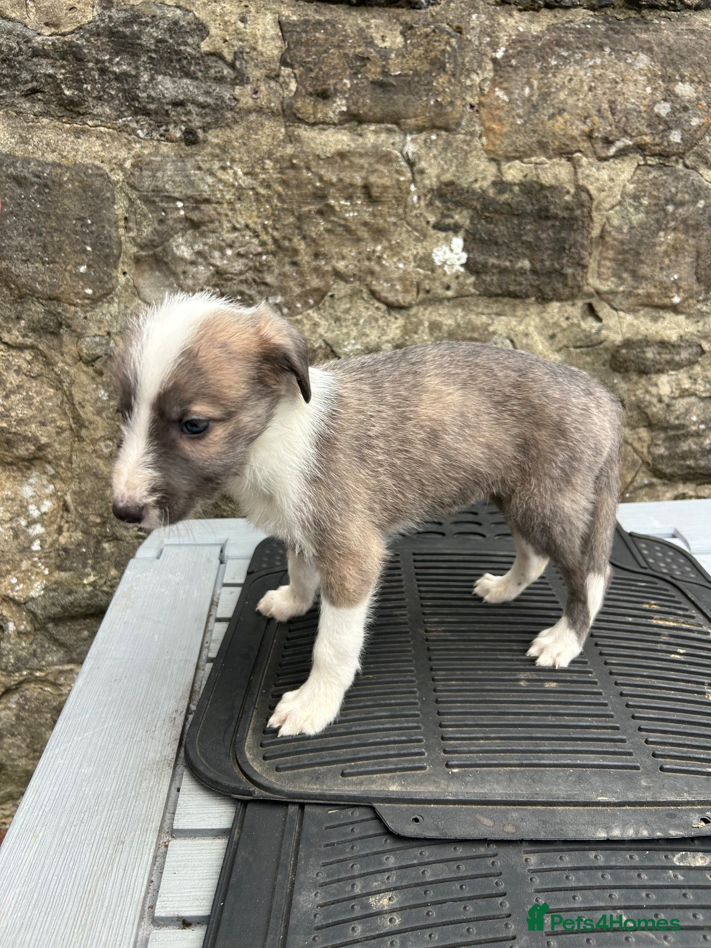 Lurcher dogs Bedlington whippet lurcher pups - Advert 15