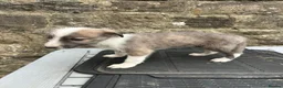 Lurcher dogs for sale: Bedlington whippet lurcher pups - Advert 1