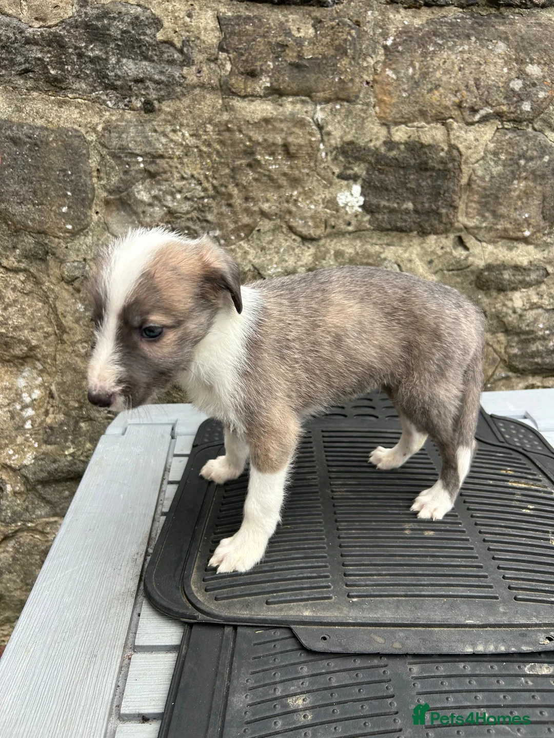Lurcher dogs for sale: Bedlington whippet lurcher pups - Advert 1