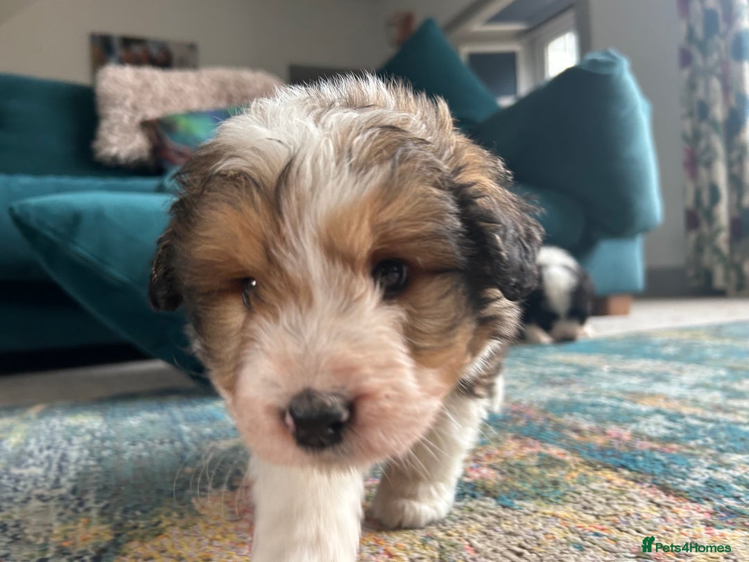 Bernedoodle dogs for sale: Gorgeous Bernedoodle Pups - Advert 2